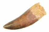 Serrated, Carcharodontosaurus Tooth - Kem Kem Beds #192802-1
